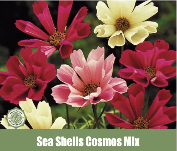 Sea Shells Cosmos Mix is a captivating variety of Cosmos bipinnatus
